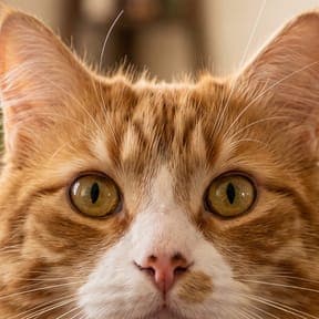 Buster, the family cat